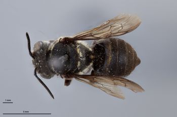 Media type: image;   Entomology 16212 Aspect: habitus dorsal view